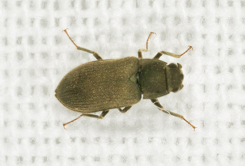 Piccolo coleottero: Dryops sp., Dryopidae